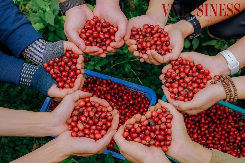 Chất lượng cà phê được nâng lên nhờ áp dụng khoa học công nghệ, giá bán từ đó cũng tăng đáng kể.