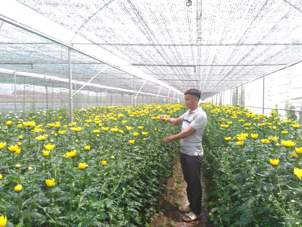 Tháng hành động vì HTX đang cổ vũ các HTX đầu tư cho sản xuất kinh doanh.