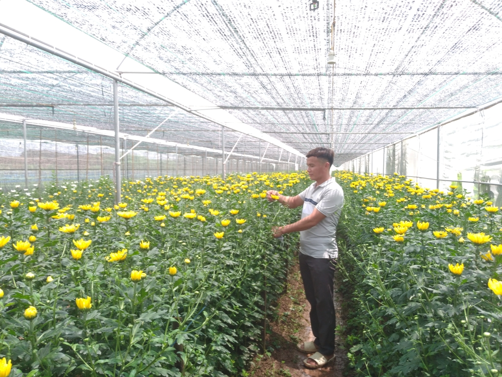 Tháng hành động vì HTX đang cổ vũ các HTX đầu tư cho sản xuất kinh doanh.