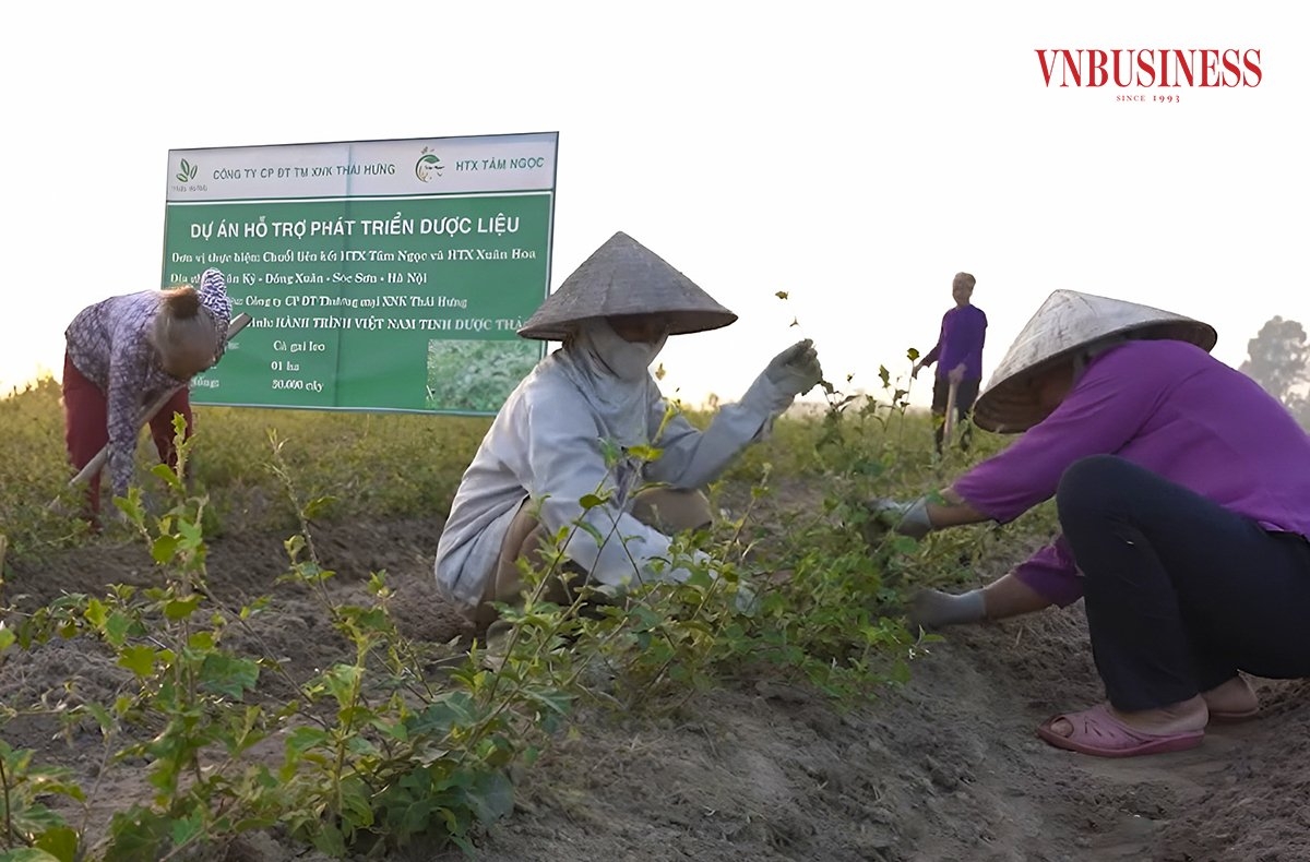 HTX Tâm Ngọc đang canh tác hơn 12 ha bao gồm các loại cây ăn quả, hoa, rau sạch nhưng chủ lực là các loại cây thảo dược.