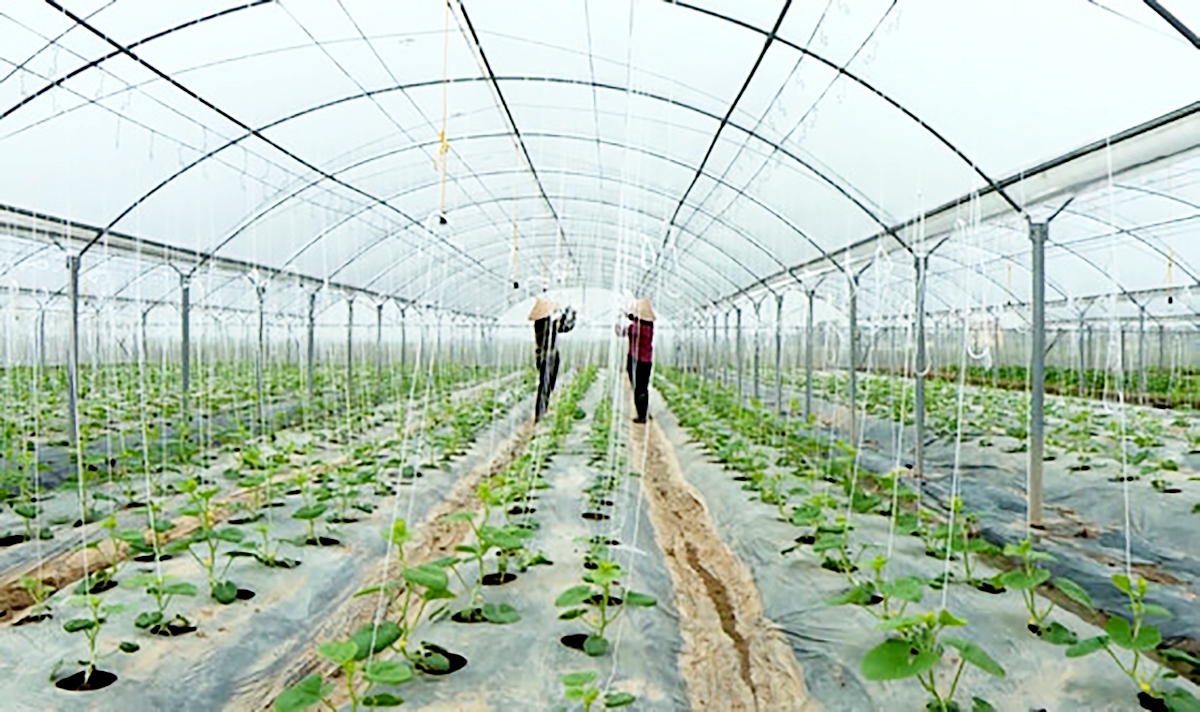 Ninh Bình đang định hướng phát triển nông nghiệp theo hướng an toàn gắn với công nghệ cao.