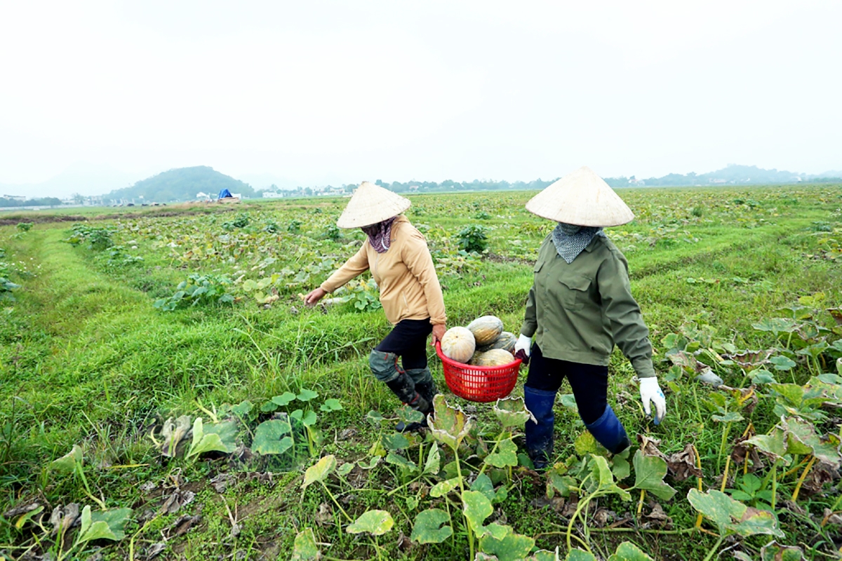 Bí đỏ hồ lô đang cho giá trị kinh tế cao, có thể nhân rộng ở nhiều địa phương tại Ninh Bình &lpar;Ảnh: BNB&rpar;.