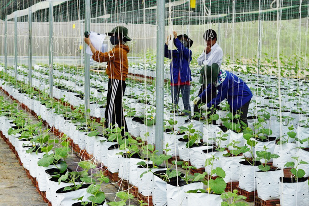 Khoa học kỹ thuật là chìa khóa mở ra cánh cửa thành công cho nông dân Bình Định &lpar;Ảnh: BBĐ&rpar;.