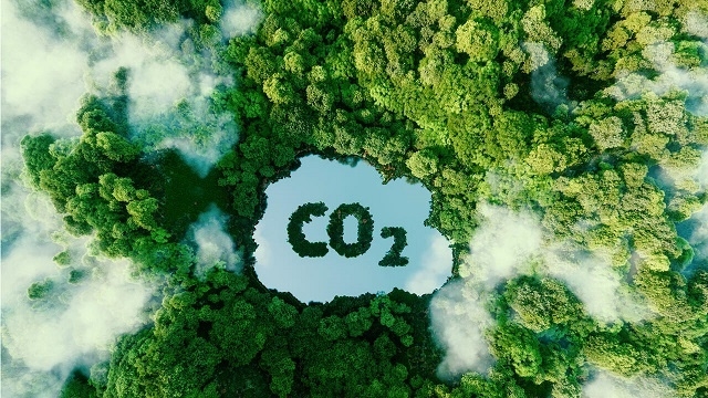 1 tín chỉ carbon rừng của Việt Nam bán được 5 USD là đắt hay rẻ?