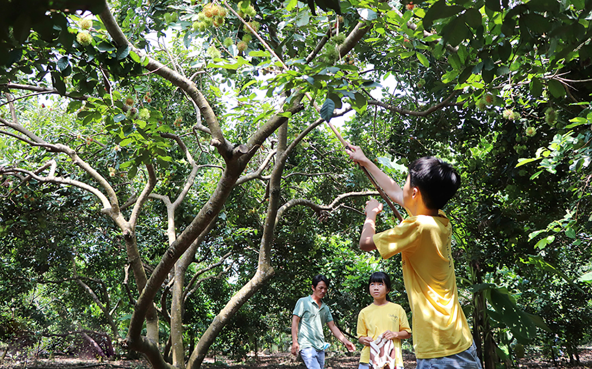 Nhờ sản xuất xanh, an toàn, giàu khoa học kỹ thuật, những miệt vườn ở Bình Lộc đang cho thu nhập cao &lpar;Ảnh: BĐN&rpar;.