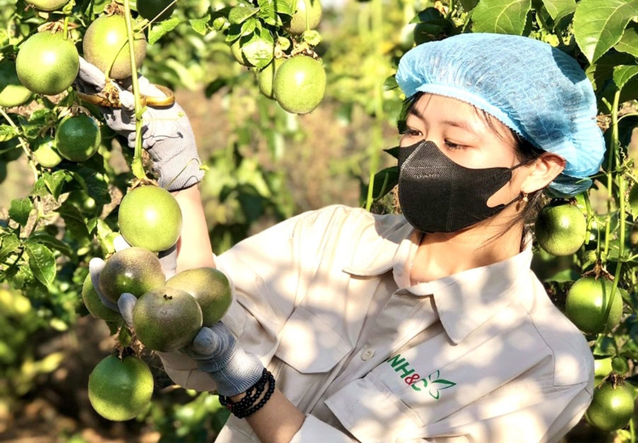 Để nâng cao sức cạnh tranh, các HTX, nông dân trên địa bàn Mang Yang đang đẩy mạnh chế biến &lpar;Ảnh: BGL&rpar;.