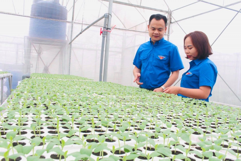 Các HTX thanh niên đang thổi một luồng gió mới vào phát triển nông nghiệp sinh thái.