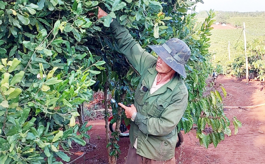 Chuyển đổi sang những cây trồng mới như chanh dây, mắc ca... đang giúp nông dân Mang Yang nâng cao giá trị kinh tế &lpar;Ảnh: BGL&rpar;.