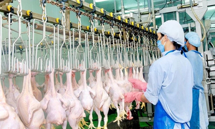 Chăn nuôi heo, gia cầm... khó xuất ngoại?