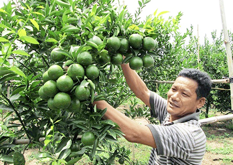 Cây có múi như quýt, cam, bưởi... đang cho hiệu quả cao ở Xuyên Mộc.