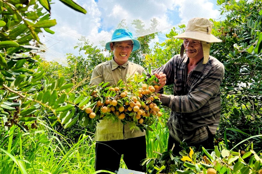 Các HTX đang đóng vai trò tích cực trong chuyển đổi cơ cấu nông nghiệp theo hướng hiện đại ở Xuyên Mộc.