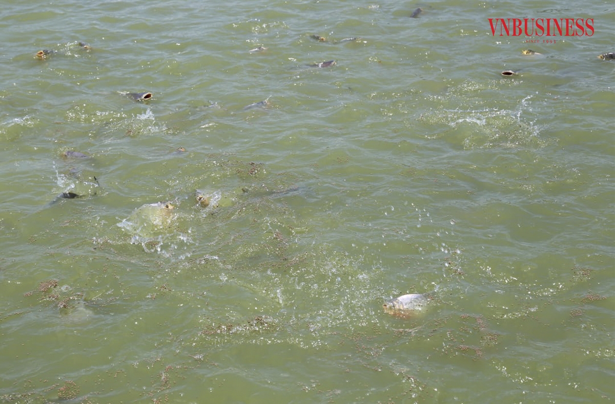 Mô hình này đã được cấp giấy chứng nhận sản xuất theo tiêu chuẩn VietGAP năm 2022, các sản phẩm của mô hình thường xuyên được các cơ quan chức năng của Hà Nội lấy mẫu đi kiểm tra và đều đảm bảo các tiêu chí về an toàn thực phẩm.