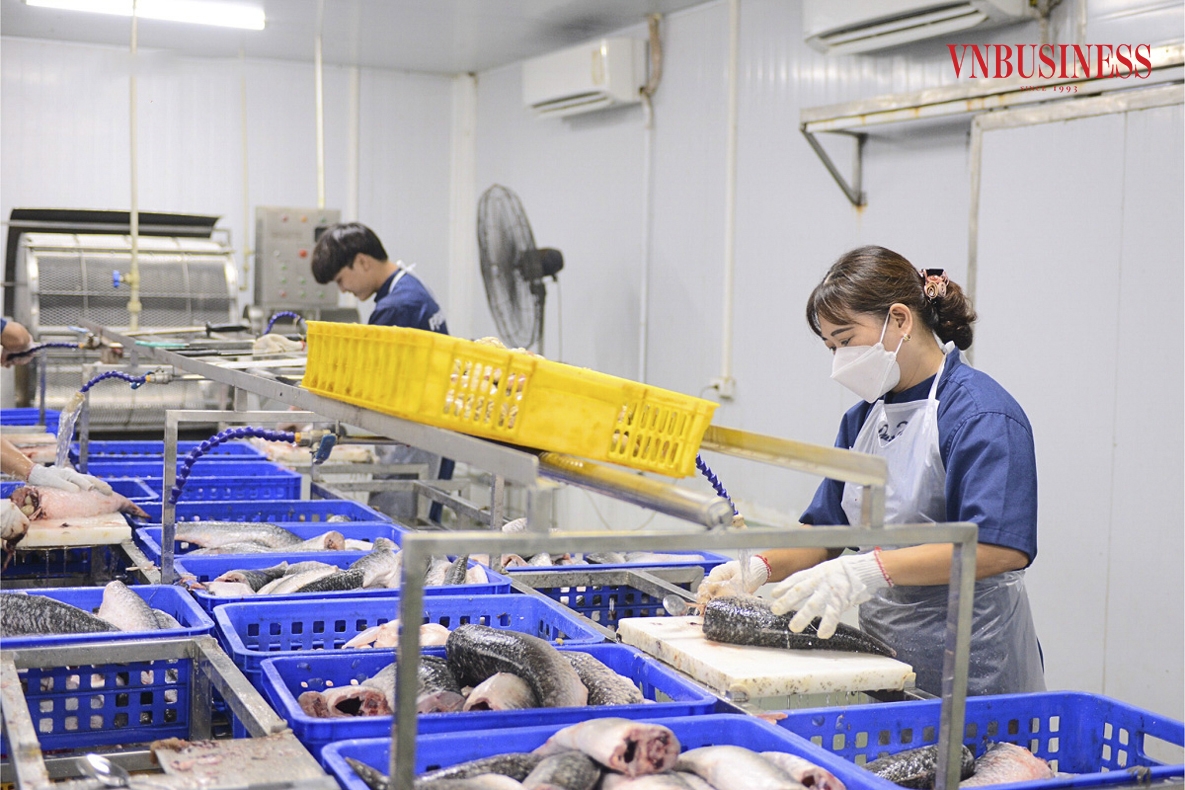 Theo anh Thiêm, khó khăn thời điểm ban đầu là đầu ra, chất lượng cá nuôi đảm bảo tuy nhiên giá cả cao hơn so với cá nuôi truyền thống. Tuy nhiên, nhờ có nhà sơ chế - chế biến từ trang trại đến bàn ăn nên việc đó không còn là vấn đề lớn.