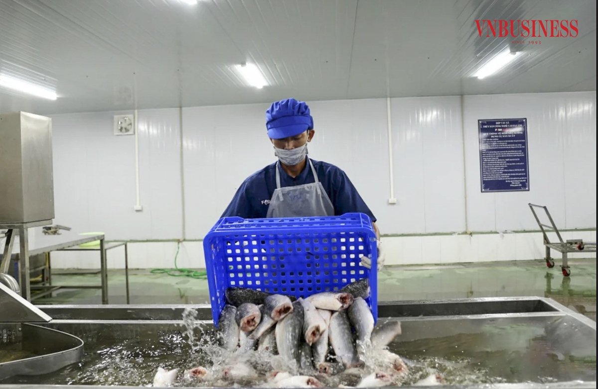 Với 10ha ao nuôi của HTX Đại Áng và gần 50ha ao nuôi liên kết với các hộ dân quanh vùng, tổng sản lượng của HTX cung ứng ra thị trường hàng năm có thể lên tới khoảng 1.000 tấn. Tạo việc làm ổn định cho hàng chục lao động tại địa phương với mức thu nhập bình quân khoảng 8 triệu đồng/người/tháng.