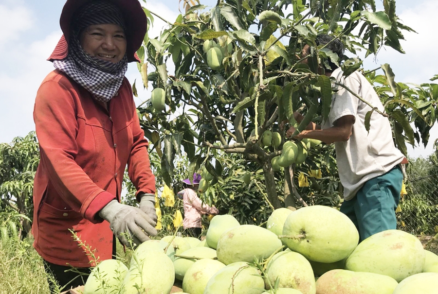 Bắt tay liên kết trong các HTX giúp nông dân nâng cao vị thế cạnh tranh, giảm mối lo được mùa mất giá.