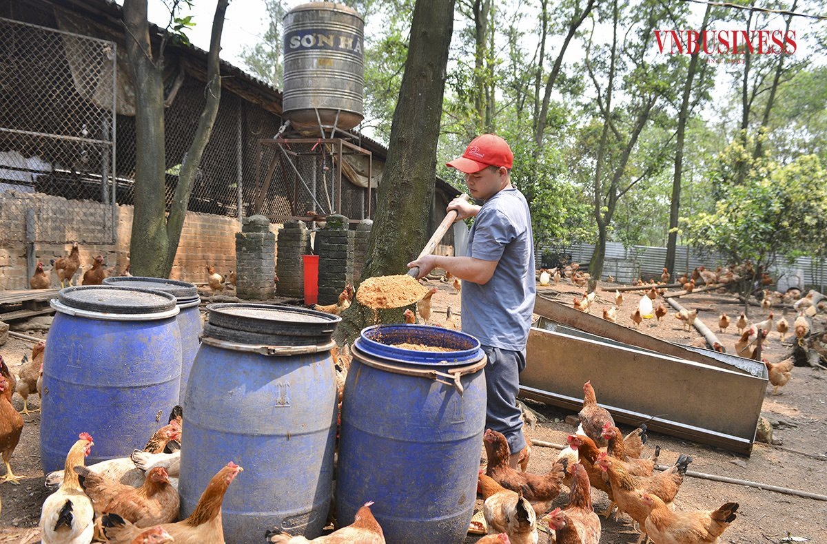Ngoài sử dụng men vi sinh, để cải thiện chất lượng đàn gà, HTX đã chọn lọc các loại thảo dược và sản phẩm hữu cơ để bổ sung vào thức ăn.