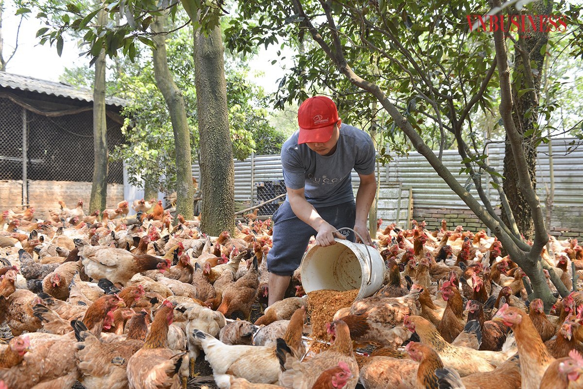 HTX hiện có 7 thành viên và 2 nhân công, phát triển mô hình với diện tích hơn 5.000m2 nuôi khoảng 3.000 con gà các loại.