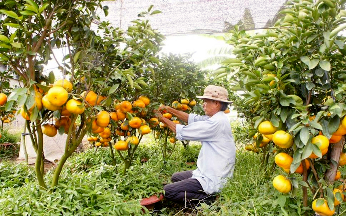 Cây có múi đang là một trong những cây trồng chủ lực ở Lai Vung.