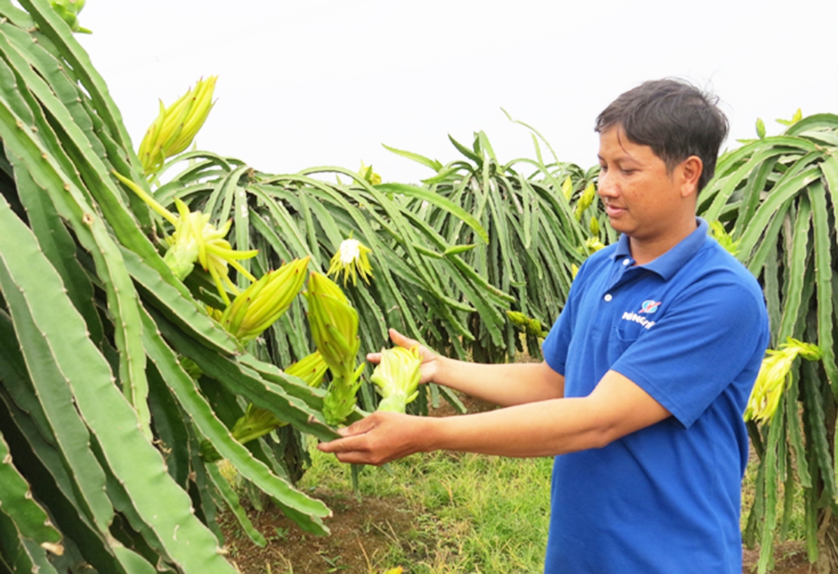 Lai Vung đang đẩy mạnh đa dạng hóa cây trồng theo hướng nâng cao giá trị gia tăng.