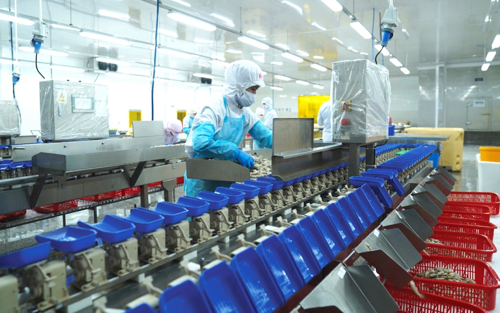 Các DN chế biến tôm đang gặp khó khăn khi đơn hàng không như thời hoàng kim, áp lực cạnh tranh ngày càng tăng cao.