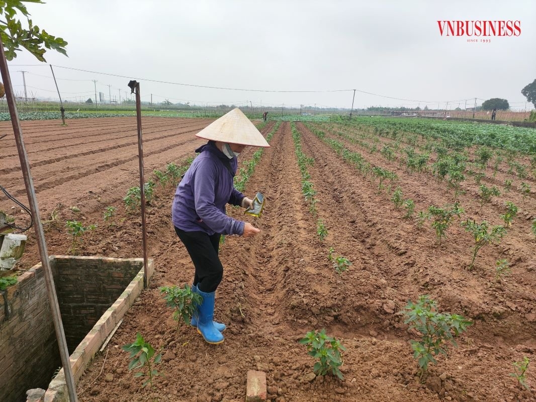 Tháo gỡ khó khăn sẽ tạo điều kiện cho HTX phát triển nhanh và bền vững.