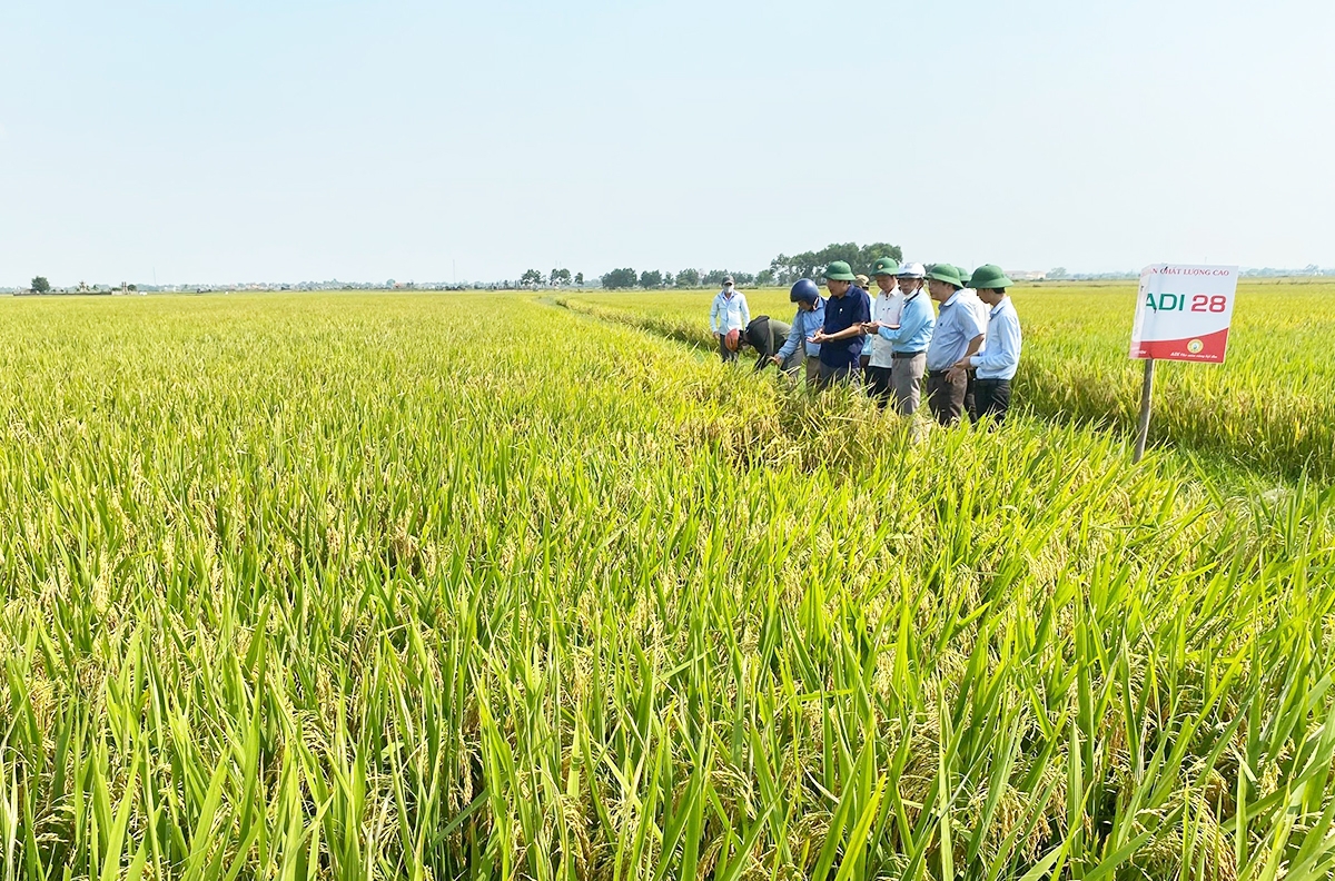 Liên kết cùng tham gia HTX giúp nông dân Triệu Phong có thêm điểm tựa phát triển, nâng cao hiệu quả.