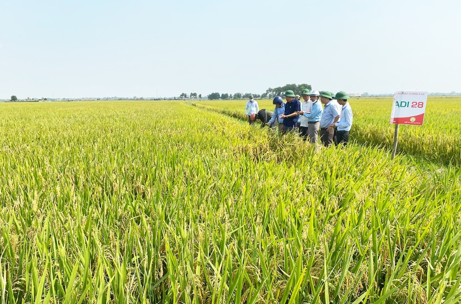 Liên kết cùng tham gia HTX giúp nông dân Triệu Phong có thêm điểm tựa phát triển, nâng cao hiệu quả.