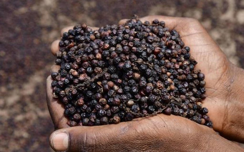 Giá tiêu dao động trong khoảng 92.000-95.000 đồng/kg.