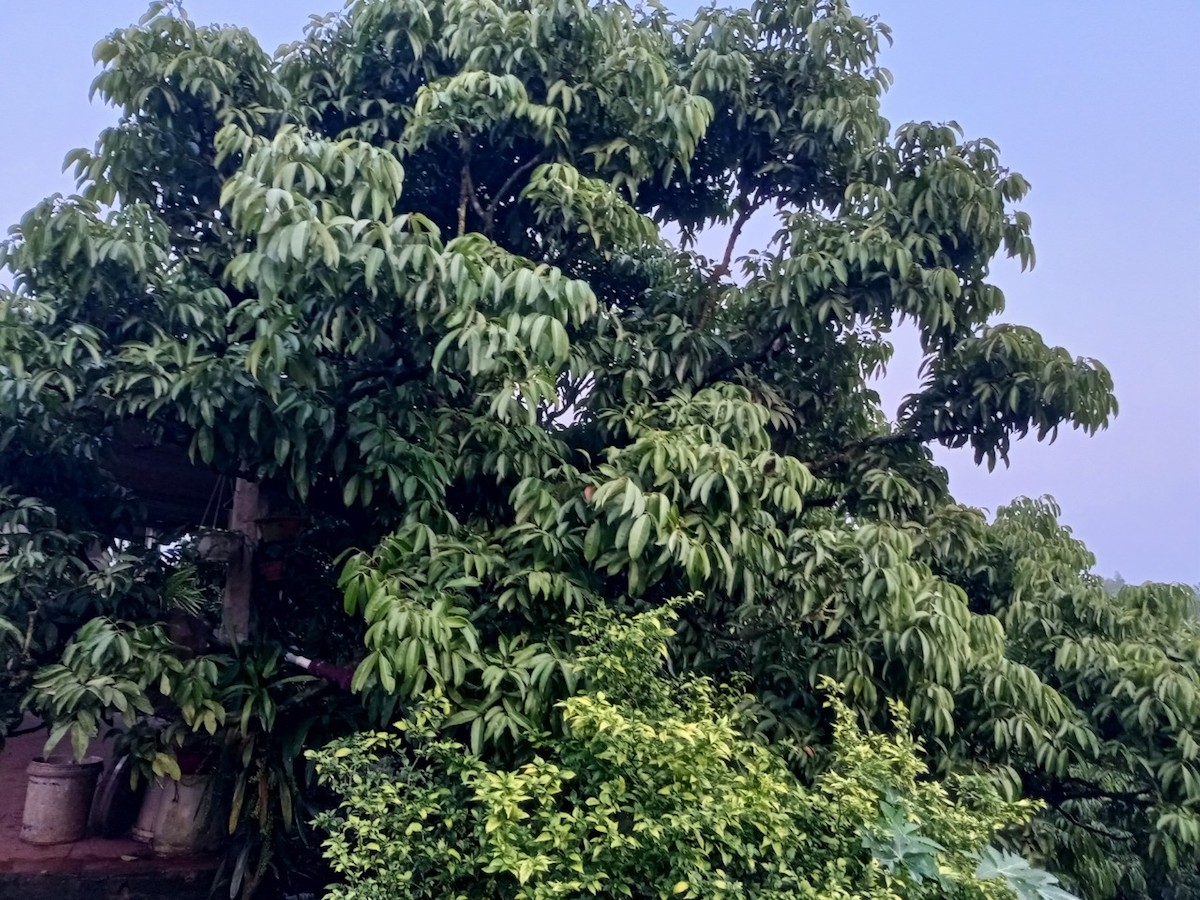 Thời tiết bất lợi khiến cây vải thiều không ra hoa.