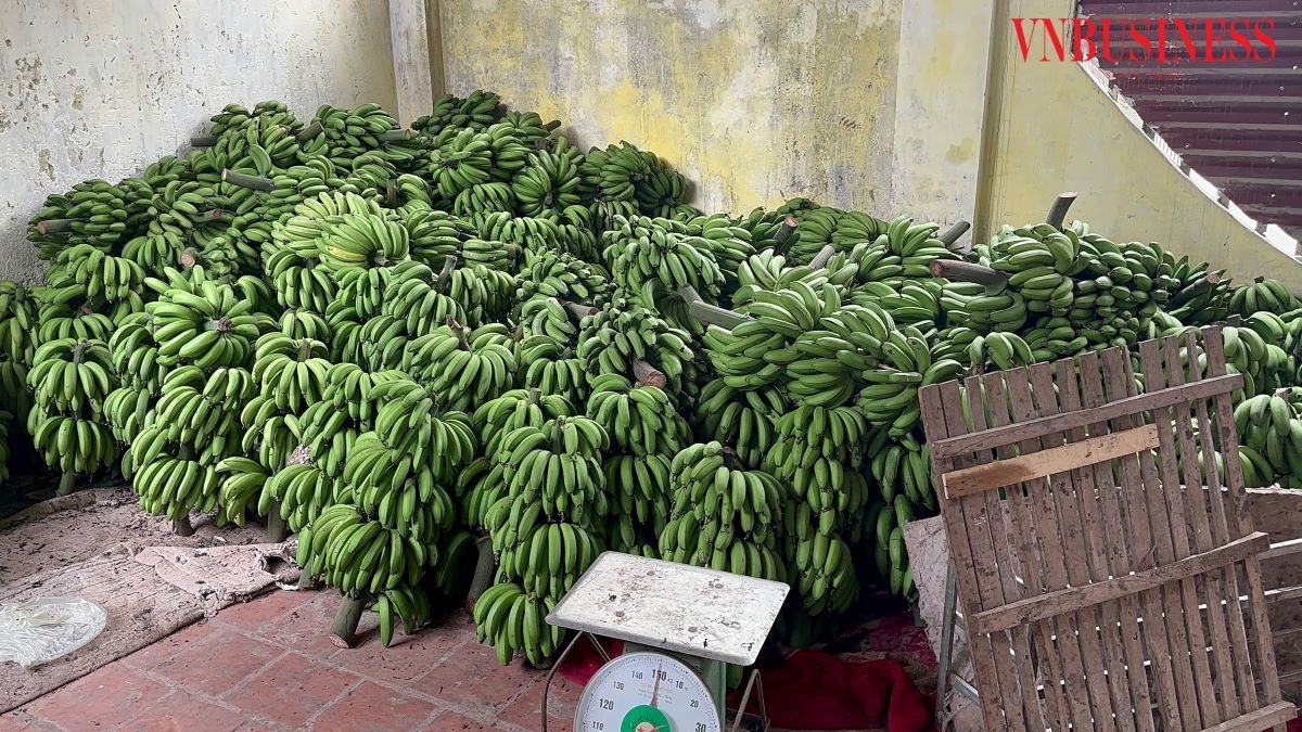 Ba điểm cốt lõi làm nên thương hiệu chuối Vân Nam là đất sạch, giống sạch, cách rấm sạch.