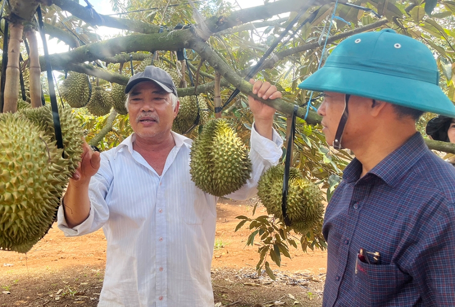 Mối liên kết nông dân-HTX-doanh nghiệp cần được chú trọng đầu tư để nâng cao sức cạnh tranh cho nông sản trên thị trường.