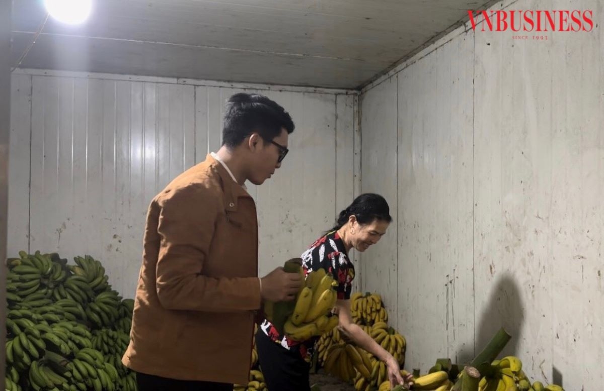 Mỗi tháng, HTX xuất ra thị trường hơn 30 tấn chuối, thu về gần 250 triệu đồng.