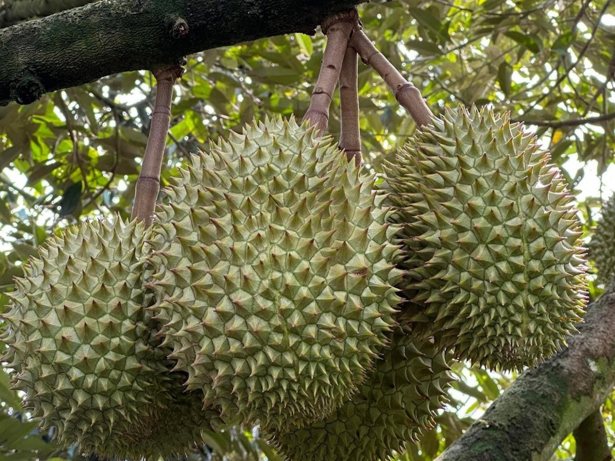 30 lô hàng sầu riêng Việt Nam xuất khẩu sang Trung Quốc bị nhiễm kim loại nặng cadimi vượt mức giới hạn quy định.