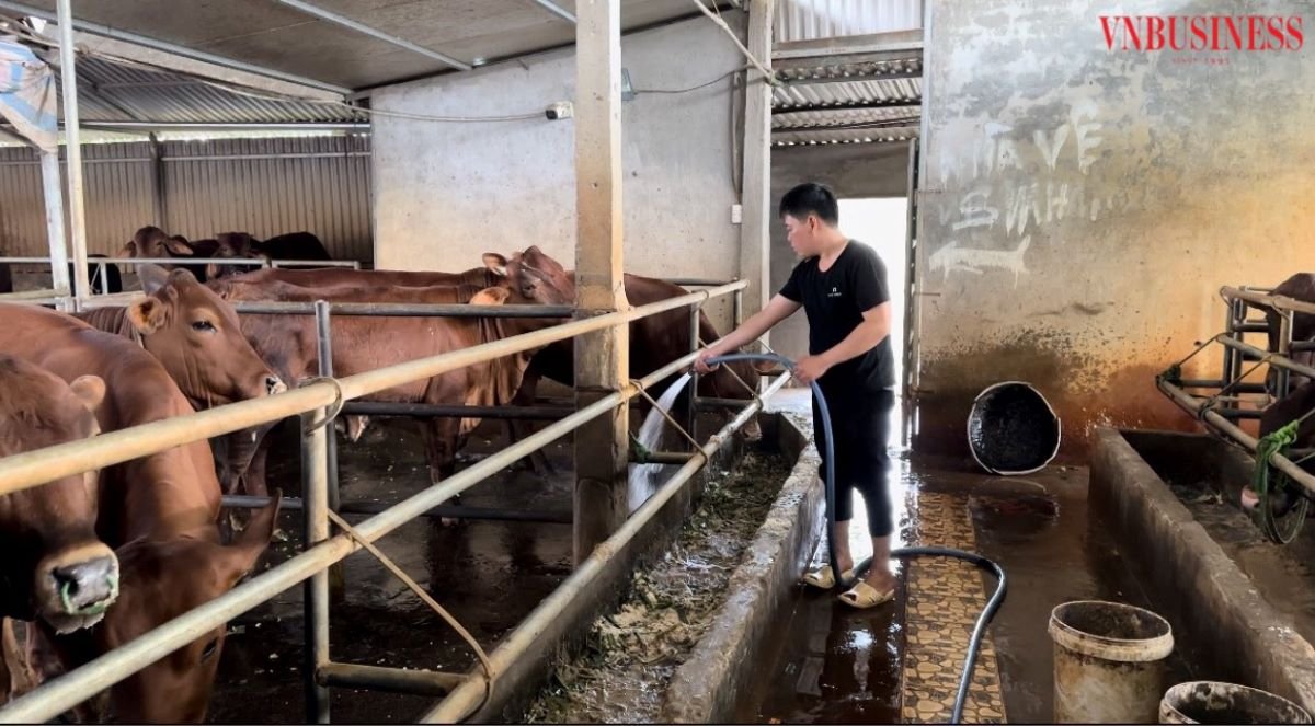 HTX hiện đang chăn nuôi gần 200 con bò các loại, chia thành nhiều khu vực nuôi &lpar;bò sinh sản, bò thịt,…&rpar;.