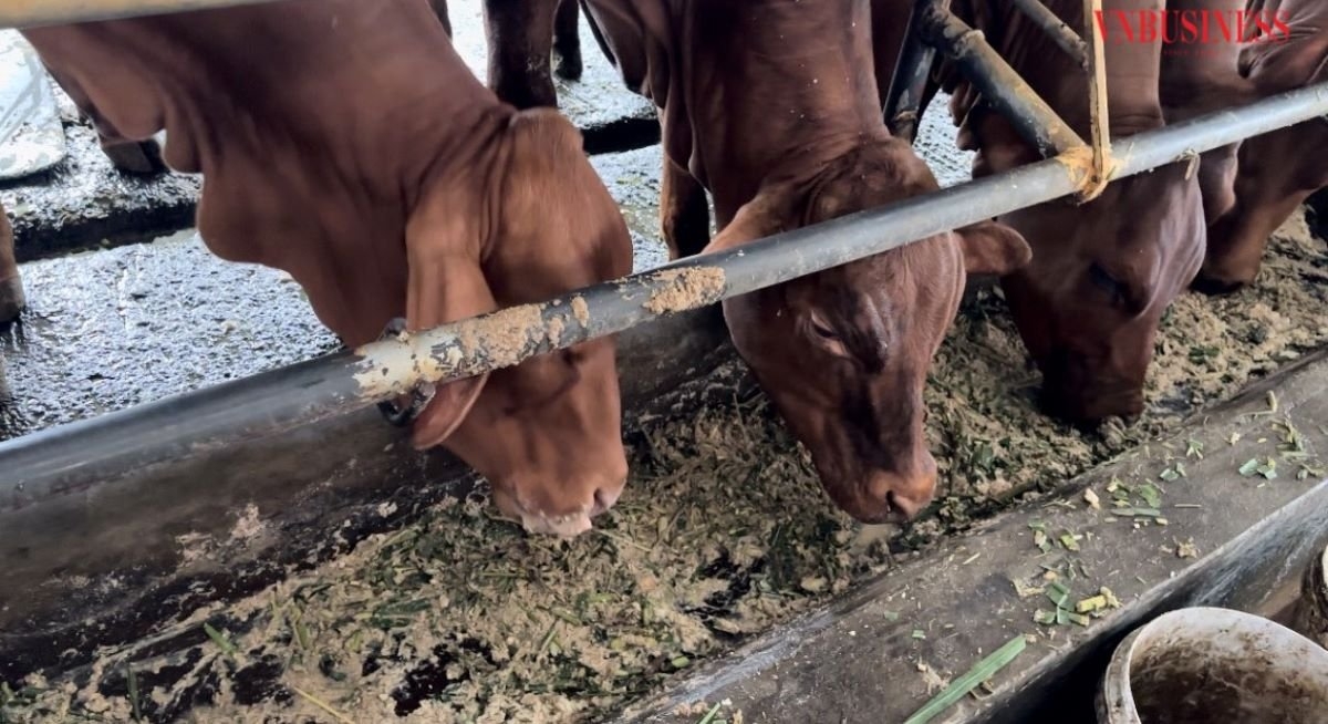 Chăn nuôi hữu cơ, áp dụng khoa học kỹ thuật mới giúp đàn bò phát triển nhanh, ít xảy ra dịch bệnh, tiết kiệm được công lao động.