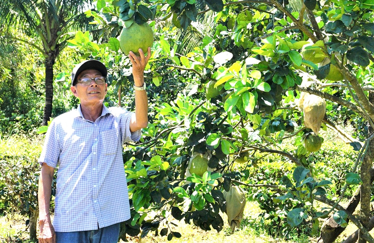 Cây ăn quả đang là thế mạnh mang lại hiệu quả kinh tế cao cho người dân Hoài Ân.