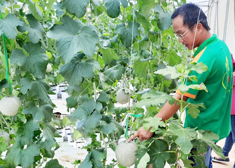 Các HTX đang đóng góp tích cực trong quá trình chuyển đổi cơ cấu nông nghiệp ở Hoài Ân.