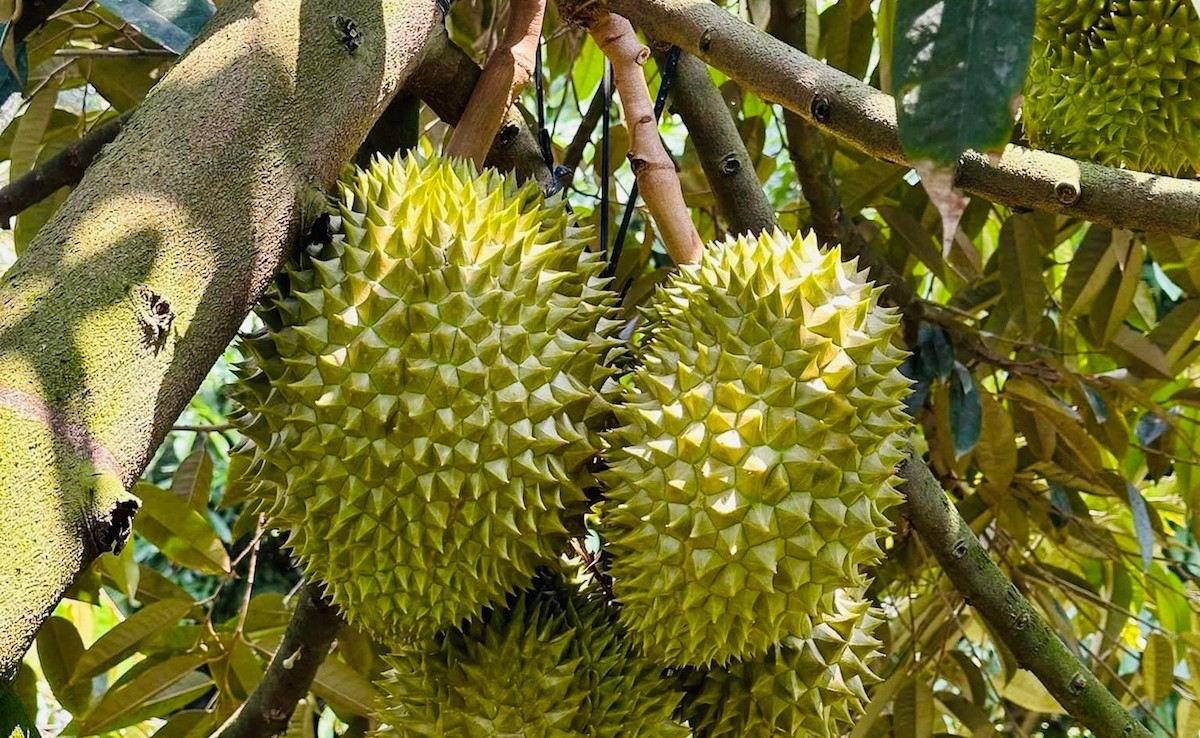 Xuất khẩu sầu riêng sang thị trường Trung Quốc tăng mạnh kể từ khi ký kết Nghị định thư.