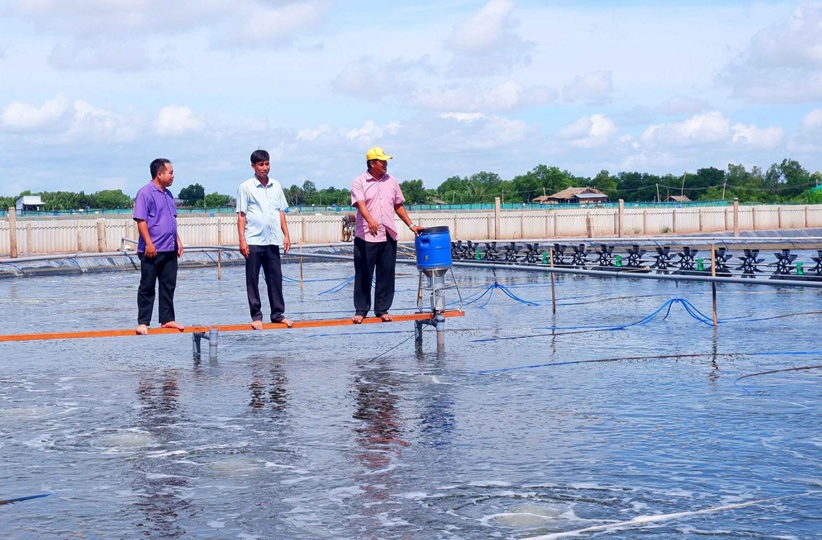 Ngành nông nghiệp huyện Thạnh Phú hướng tới hình thành các chuỗi giá trị sản xuất hữu cơ.