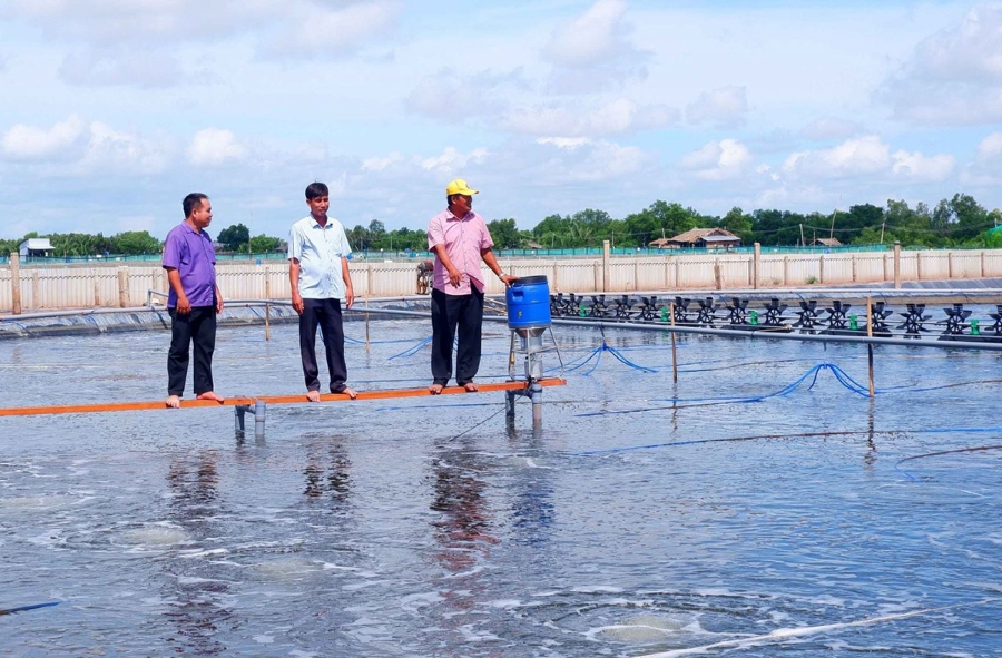 Ngành nông nghiệp huyện Thạnh Phú hướng tới hình thành các chuỗi giá trị sản xuất hữu cơ.