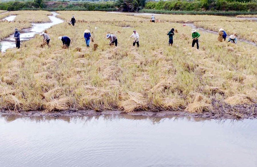 Nông dân Thạnh Phú đang có thu nhập tốt nhờ mô hình lúa tôm thuận thiên.