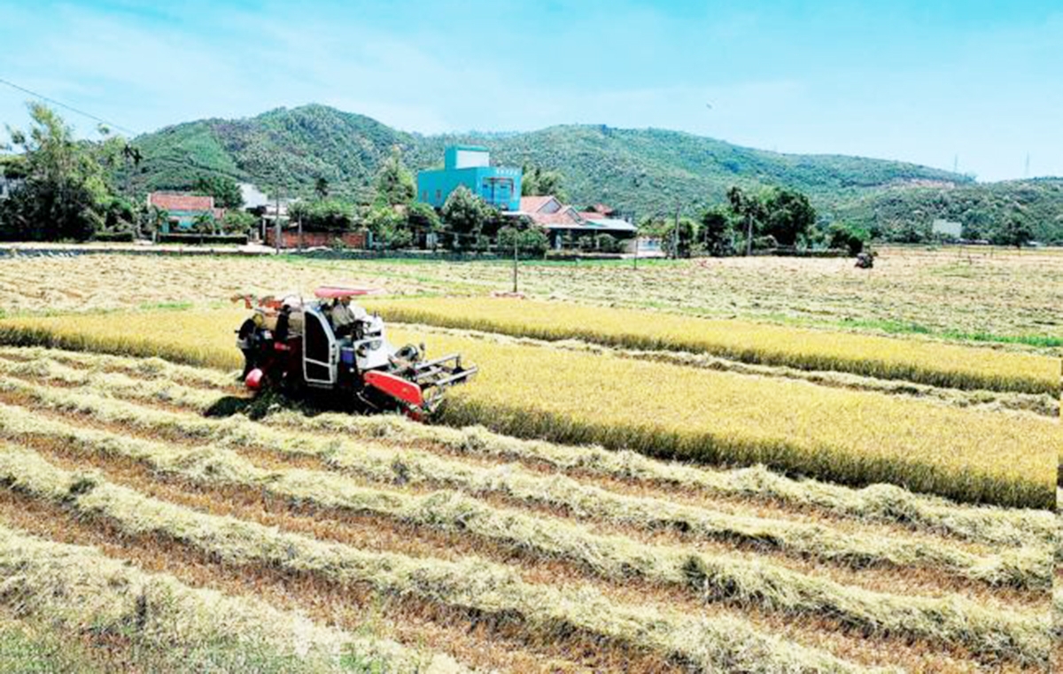 Tuy Phước là một trong những lá cờ đầu trong phát triển cánh đồng lớn cho giá trị kinh tế cao ở Bình Định.