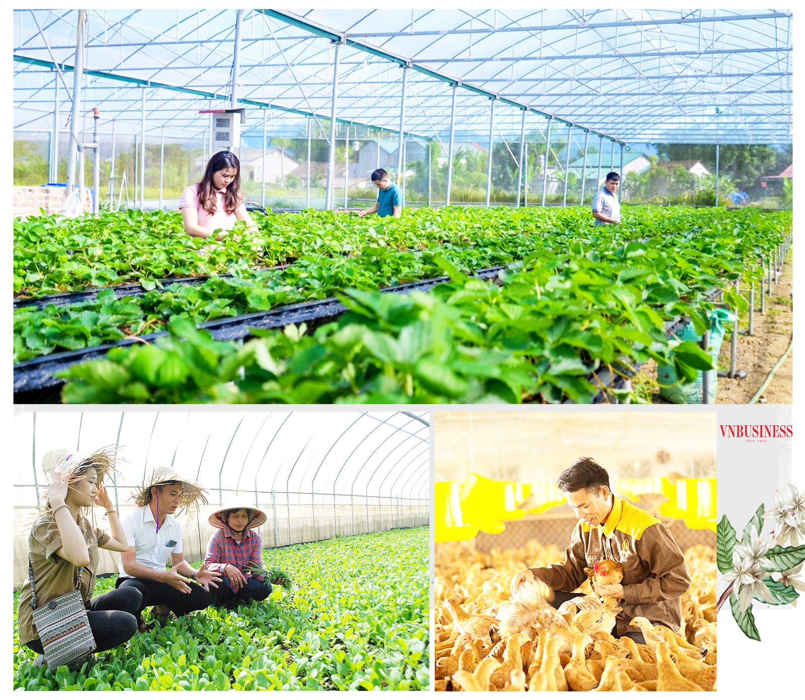 Các hợp tác xã đang ngày càng thành công, mang lại thu nhập cao cho thành viên nhờ ứng dụng chuyển đổi số, đưa công nghệ cao vào sản xuất.