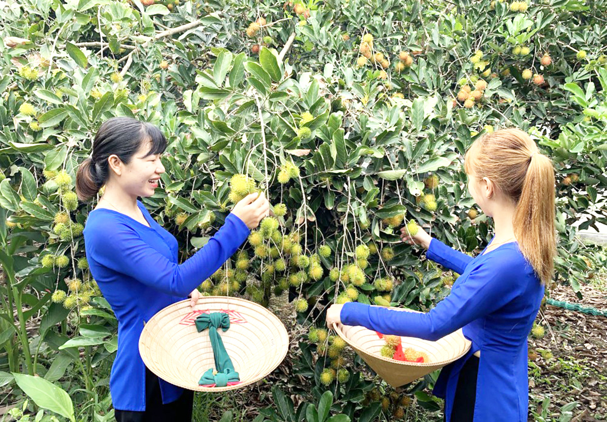 Thế mạnh về cây ăn quả cùng nông nghiệp sạch là lợi thế để Phong Điền phát triển mạnh du lịch &lpar;Ảnh: BCT&rpar;.