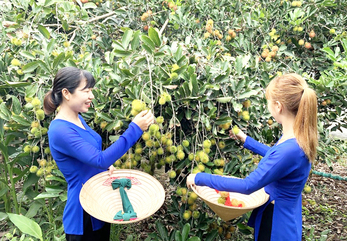 Thế mạnh về cây ăn quả cùng nông nghiệp sạch là lợi thế để Phong Điền phát triển mạnh du lịch &lpar;Ảnh: BCT&rpar;.