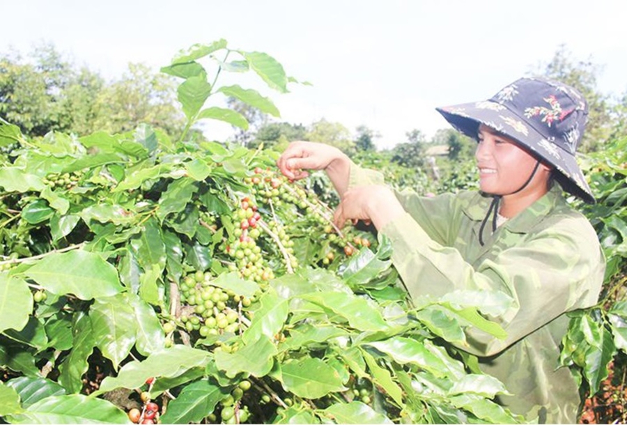 Các HTX đang đóng góp tích cực vào quá trình chuyển đổi cơ cấu nông nghiệp ở Hướng Hóa.