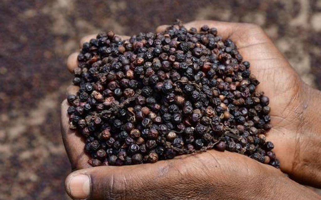 Thị trường đổ dồn về cá phê khiến hồ tiêu mất mốc 90.000 đồng/kg.
