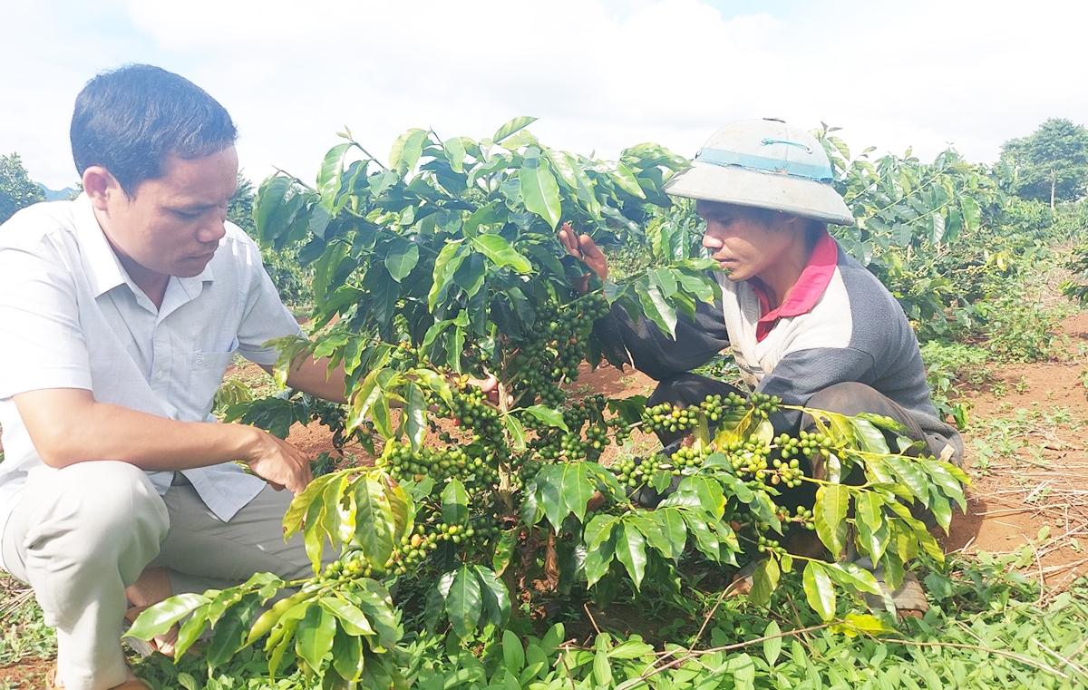 Cà phê đang ngày càng cho thấy giá trị cao ở Hướng Hóa nhờ tiến bộ kỹ thuật.