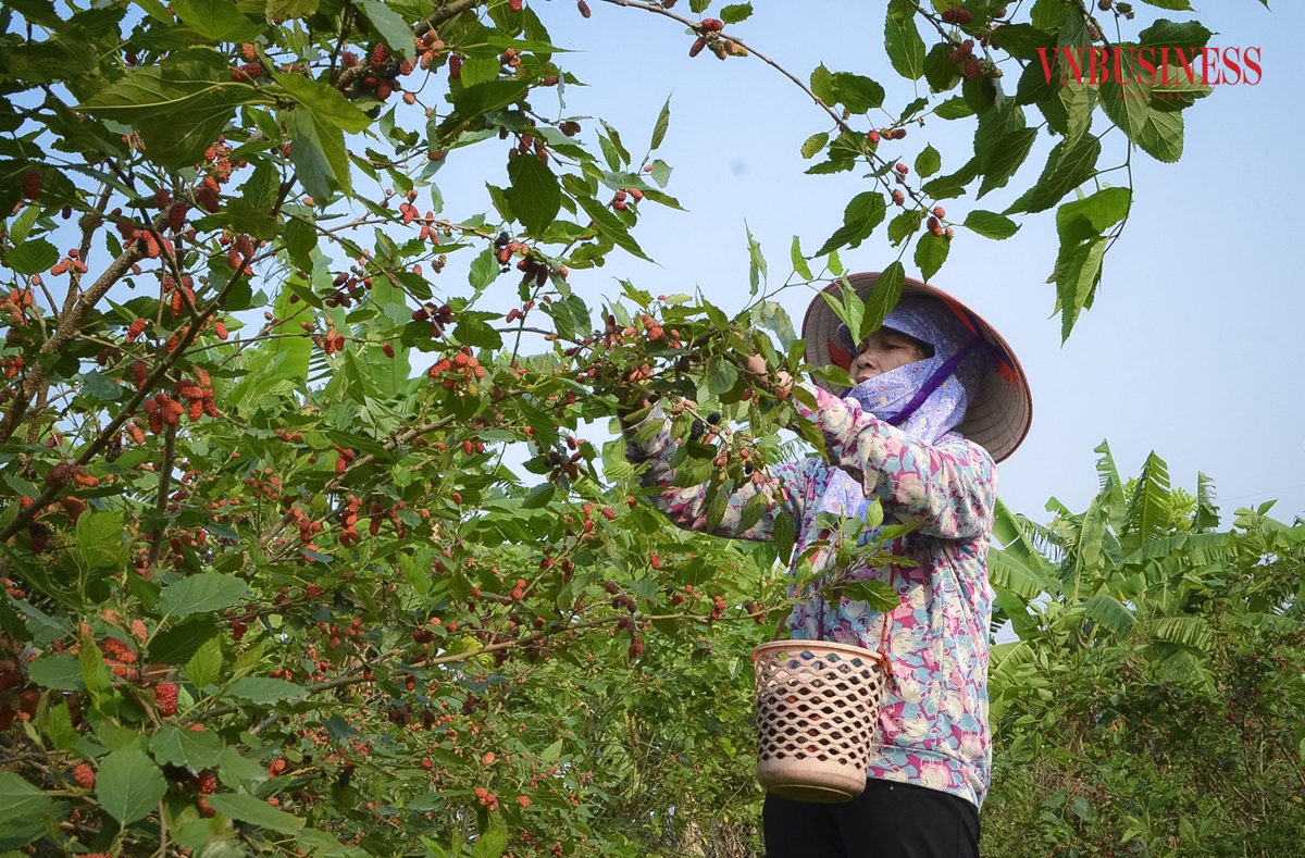 Nhận thấy việc trồng dâu tằm mang lại hiệu quả kinh tế cao, nhiều hộ dân tại xã Dương Liễu đã tập trung phát triển, mở rộng vùng trồng dâu tằm. Nhờ đó, cuộc sống của nhiều hộ dân nơi đây đã không ngừng được cải thiện
