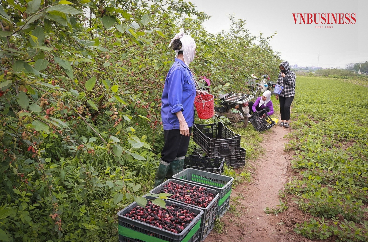 Theo ghi nhận của phóng viên VnBusiness, thời điểm này là dịp người dân xã Dương Liễu hối hả vào vụ thu hoạch quả dâu chín.